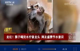 猴子喝完水拧龙头是怎么回事？猴子为什么会拧水龙头谁教的？