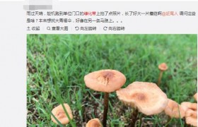 绿化带里的蘑菇能吃吗有没有毒，怎么辨别草坪长的蘑菇能不能吃