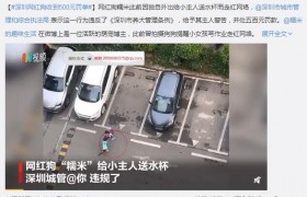 网红犬糯米是什么狗品种多少钱一只，没人牵狗要被处罚吗