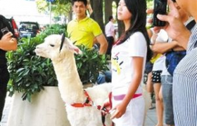 草泥马多少钱一只？草泥马是羊驼吗容易养活吗平时吃什么食物