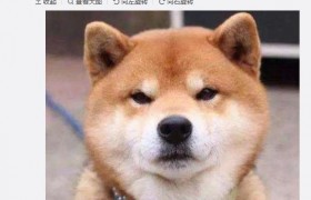 稳如狗是什么意思什么梗出处是哪里怎么火起来的是褒义还是贬义