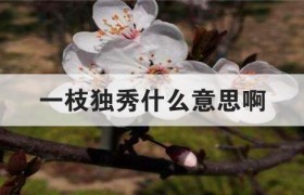 一枝独秀什么意思啊出处是哪里是哪个典故是褒义还是贬义