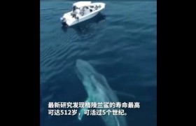 格陵兰鲨鱼是什么鱼寿命有多少年寿命为什么这么长