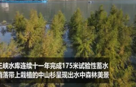 三峡库区再现水中森林是怎么回事是真的假的真相是什么