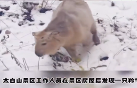 小羚牛现身太白山是怎么回事？1岁小羚牛现身太白山景区真的吗