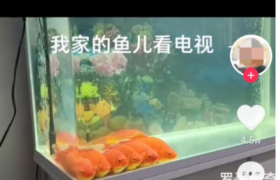 6条金鱼正并排看电视抖音视频是真的吗怎么做到的怎么训练的？