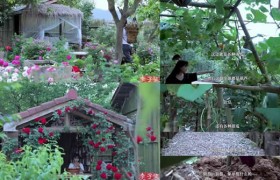 李子柒家的院子全景图，李子柒的小院子全貌平面图片