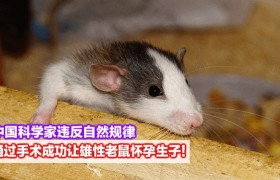 科学家让公鼠怀孕是什么意思怎么做到的有什么意义吗