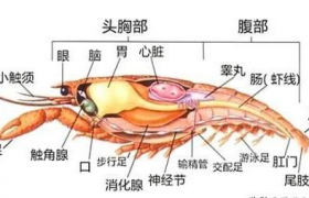 小龙虾哪里不能吃图解，小龙虾的虾黄能吃吗哪些部位能吃？