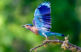 棕胸佛法僧图片大全，棕胸佛法僧是什么鸟生活在什么地方有什么习性