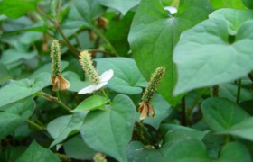 女人长期喝鱼腥草泡水好吗有什么好处对身体有哪些作用？