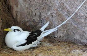 白尾鹲图片大全，白尾鹲生长在什么地方有什么生活习性