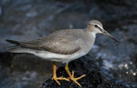 灰尾漂鹬生活在哪个地方有什么生活习性是濒危鸟类吗