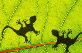 壁虎有灵性是真的吗，壁虎有毒吗打死了会不会倒霉？