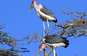 秃鹳图片大全，秃鹳是什么鸟生长在哪些地方有什么生活习性？