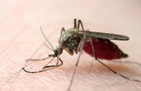 用碱水盆灭蚊有用吗效果怎么样？最有效的夏天灭蚊虫小妙招