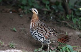 棕胸竹鸡图片大全，棕胸竹鸡是鸡吗和家养的鸡有何不同生活在哪里