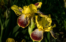 鸢尾兰和鸢尾有什么不同怎么区分？鸢尾兰花什么时候开？