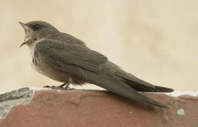 纯色岩燕是什么品种的燕子，生活在哪些地方有什么生活习性？