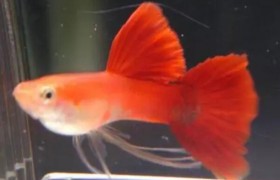 鱼会打嗝和放屁吗？鱼在水中是怎么放屁的？