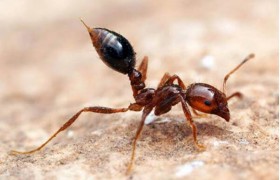 红蚂蚁对人有什么危害？红蚂蚁长什么样的和普通的蚂蚁有什么区别