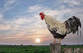 公鸡早上打鸣是为了表达什么意思？公鸡早上为什么会打鸣