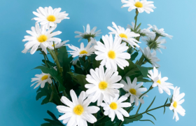 小雏菊怎么养才能更旺盛活得更久？小雏菊种植方法全过程分享