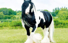 夏尔马是什么马是最高大的马吗？夏尔马为什么不建议骑