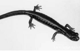 2021年已经灭绝不存在的物种有哪些？