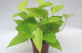绿萝能不能放卧室里养对人体有害吗？绿萝怎么样才活得久