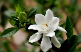 栀子花在室内怎么养可以放卧室吗对人体有害吗？