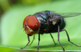 从动物身上得到启示的发明创造都有哪些，哪些发明是借鉴了动物行为