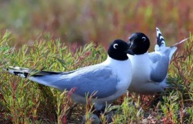黑嘴鸥生活习性特征介绍，黑嘴鸥图片大全
