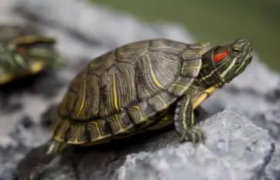 海龟跟淡水龟的区别在哪里如何分辨？乌龟和海龟的脚是什么样子的