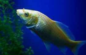 鱼睡觉吗？睁眼睡还是闭眼谁？鱼的眼睛为什么不怕进水