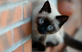 暹罗猫一点都不好是真的吗，为什么大家都不太喜欢养暹罗猫