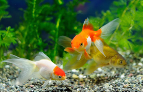 金鱼几天喂一次一天喂几粒？金鱼多久不喂食会被饿死？