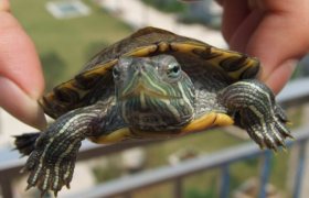 巴西龟壳软了能活多久是什么原因导致的？巴西龟壳软了的解决办法