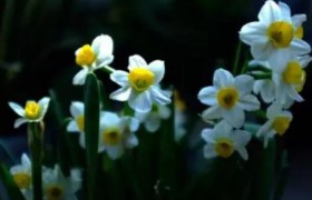 饭圈的用语水仙是啥意思啥梗指的是什么样的人？