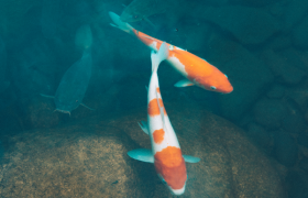 养的锦鲤突然掉色了是什么原因?怎么养锦鲤才能不变色