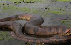 蟒蛇和蛇、森蚺有什么不同怎么区别如何辨别？