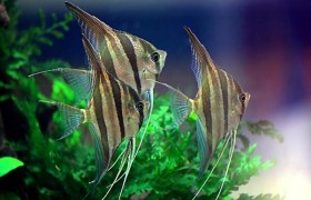 神仙鱼会吃自己孵化的小鱼吗?神仙鱼吃小鱼怎么办？