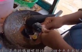 印度佛鹅呢是什么意思是什么梗是什么食物什么材料做的？