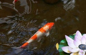 锦鲤都聚集在鱼缸一角是怎么了，是水的问题还是鱼的问题？