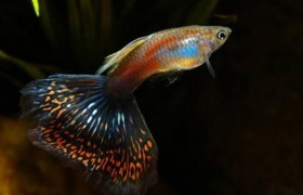 冻僵的孔雀鱼还能复活吗？孔雀鱼为什么冻硬了还能活？