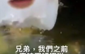 水母迷因是什么意思什么梗出处是哪里怎么火起来的？