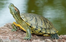 乌龟得了白眼病怎么扒开眼睛？乌龟患上白眼病的原因及护理方法