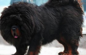 藏獒剃毛后的样子是不是很丑很难看？藏獒怎么养要不要剃毛？