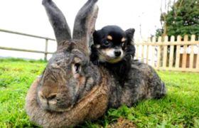 体重最大体型最大的兔子是什么类型的兔子是哪里产的？