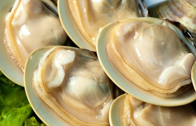 文蛤是生活在淡水里还是海里的，文蛤产自哪些地方？